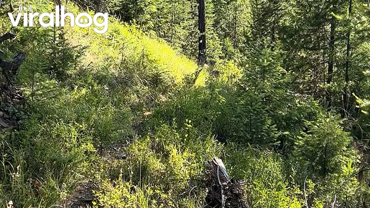 Hiker Has a Tense Encounter With Mountain Lions || ViralHog