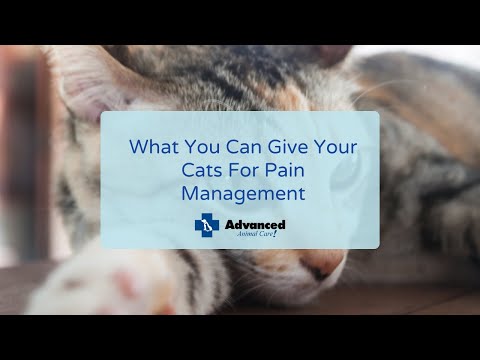 What You Can Give Your Cats For Pain Management