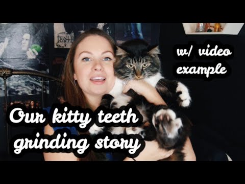 Feline Bruxism - Cat Teeth Grinding - Our Experience
