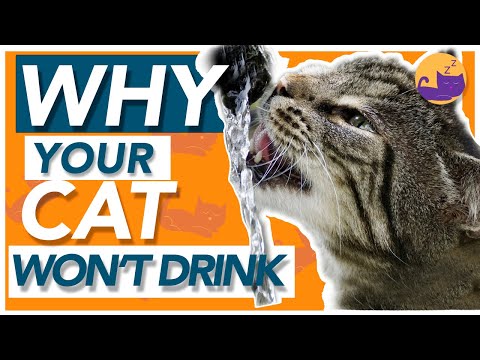 Why Your Cat WON'T Drink Water - How to Encourage Drinking!