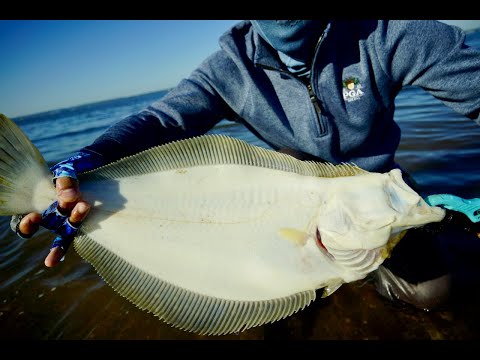 State of the Season - Fluke Fishing From Shore!