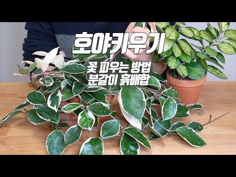 , title : '호야 키우기 모든것-호야 꽃잘피게 하는법, 분갈이, 흙배합 #waxplant#Hoyacarnosa - 홈가드닝 아파트정원 HomeGardening'