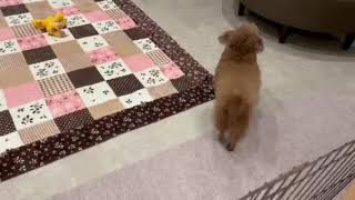 トイプードルの動画02