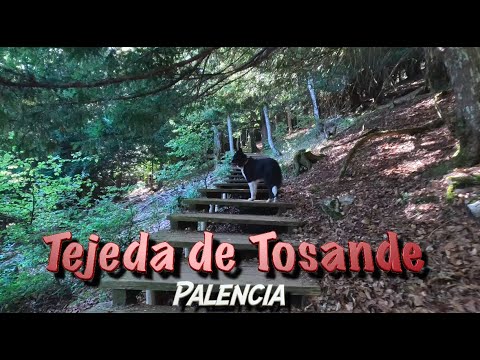 Tejeda de Tosande - Peña Horadada (Palencia) 2023