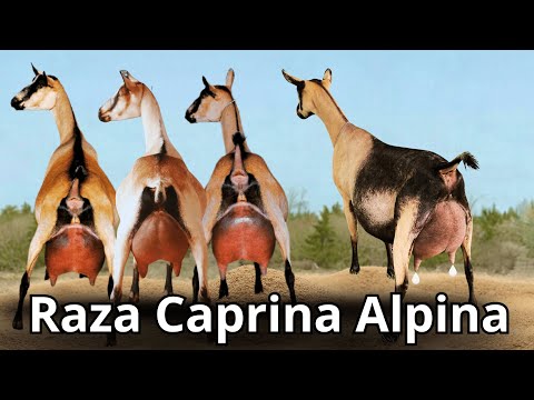 , title : 'Raza de Cabra Alpina: Características y producción de la cabra lechera mas rústica del mundo.'