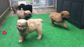Video preview image #12 Bouvier Des Flandres Puppy For Sale in PITTSBURGH, PA, USA