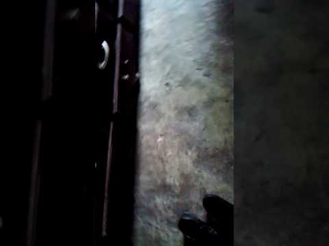 Castrando a mi perro