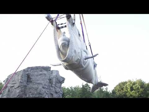 Belugas and dolphins rescued from Canada’s Marineland arrive in Spain
