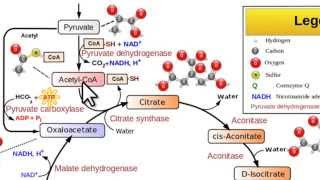 3.3 BIOCHIMICA | 5.1 Formazione dell'Acetil CoA