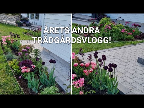 ÅRETS ANDRA TRÄDGÅRDSVLOGG!