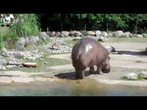 Essayez de ne pas rire... l'hippopotame a le plus gros pet du monde !!!