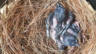 Download lagu Ngunduh Anakan Murai Batu(Barongsai) mp3