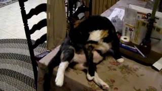 &quot;Don&#39;t watch me while I touch myself!&quot;..KITTY CAT PORN rated &quot;G&quot;