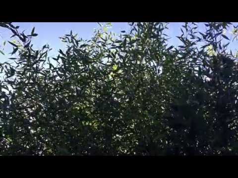 Bambus Phyllostachys bissetii Bambusmann