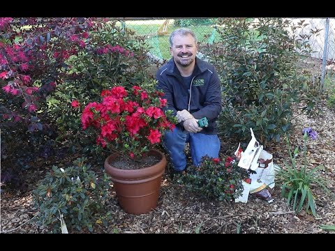 How to Fertilize Your Encore Azaleas