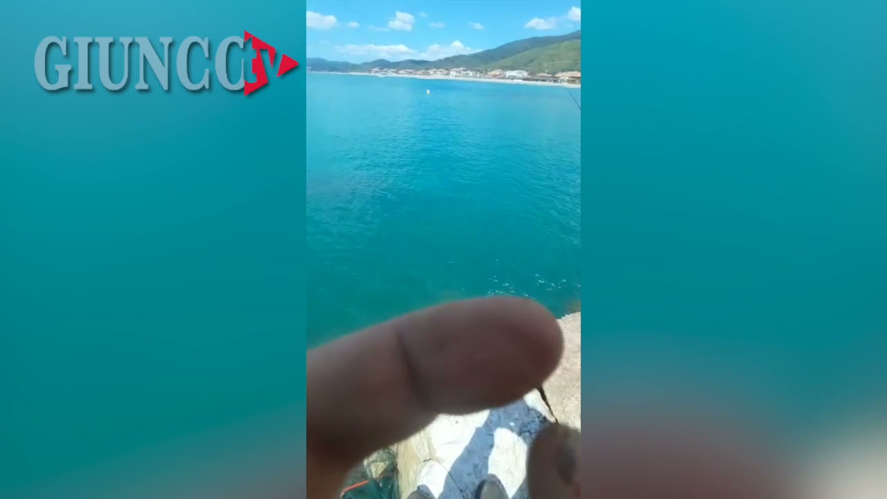 La balena grigia nuota in Maremma: il cucciolo di 7 metri nel nostro mare.