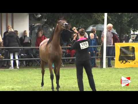 N.105 GRACE J - Ströhen 2015 B-Show - Yearling Fillies (Class C)