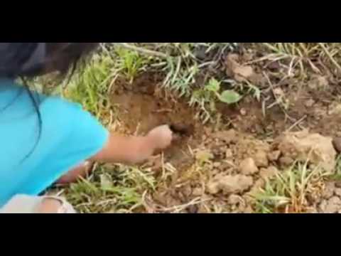 Amazing Children Catch Snake Using Bare Hand - Children Find Snake in Cambodia