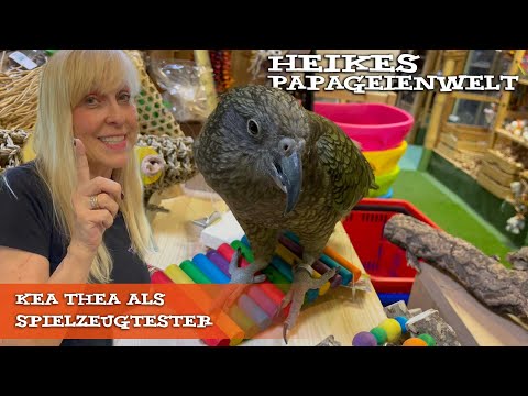 Kea "Thea" testet Spielzeuge - auch für Papageien mit Fußbehinderung