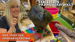 Kea "Thea" testet Spielzeuge - auch für Papageien mit Fußbehinderung