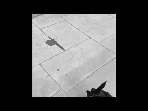 fahim fazli with baby dog Baryon