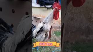 Download lagu ayam pelung berkokok terpanjang di dunia #ayampelung#berkokok#terpanjang#didunia#viral mp3