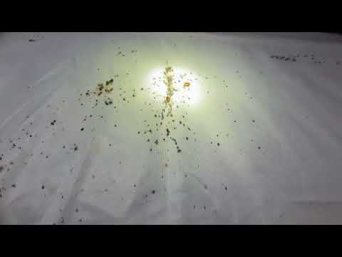 Lots & Lots of Bed Bugs Crawling in the Bed in Lanoka Harbor, NJ