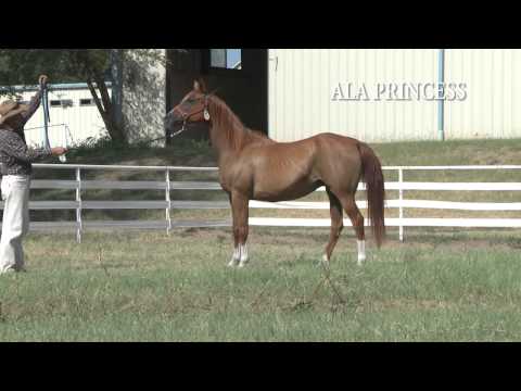 ALA PRINCESS (Gondolier X Aladdinness by Aladdinn) 1996 Polish Mare