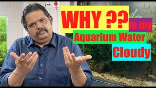 Why is my aquarium water cloudy | Green | Cloudy Water in a fish tank? How to clean Aquarium water?