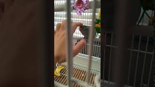 Parrotlet Birds Videos