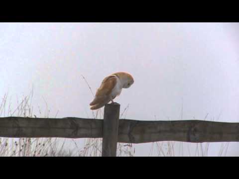 A Barn Owl in Winter - Eine Schleiereule im Winter