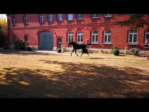 Absatzfohlen, DSP-Hengst