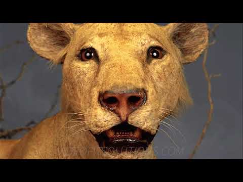 The man-eating Lions of Tsavo story in 4k!