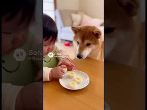 赤ちゃんがバナナを食べていると...!? #赤ちゃん #犬 #癒し #可愛い #柴犬 #baby #dog