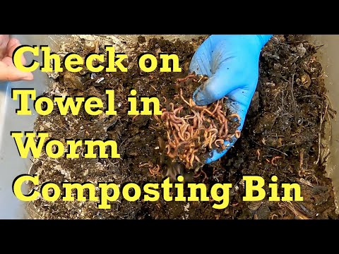 Progress of towel after 85 days in worm composting bin - vermicomposting