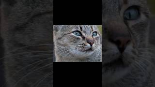 Download lagu cara hewan kucing berkembang biak! mp3
