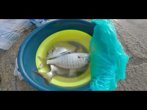 Pescata 15 Ottobre 2023 (FOCE)