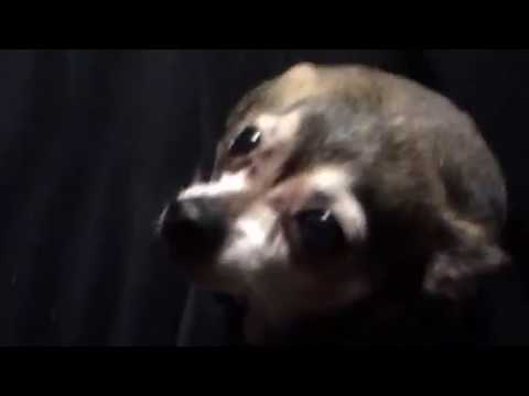 Daniel Menche : D'entre les morts (recording)