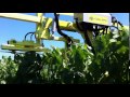 Vine Trimmer Video