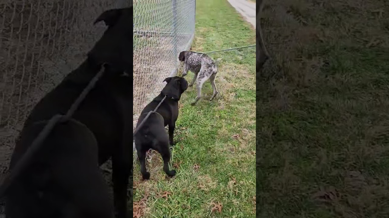 Enlarge Sarg, a Adoptable mixed breed in Mount Carmel, IL video 5/6