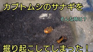 カブトムシの蛹を掘り起こしてしまった場合の対処法とは？【カブトムシ飼育】