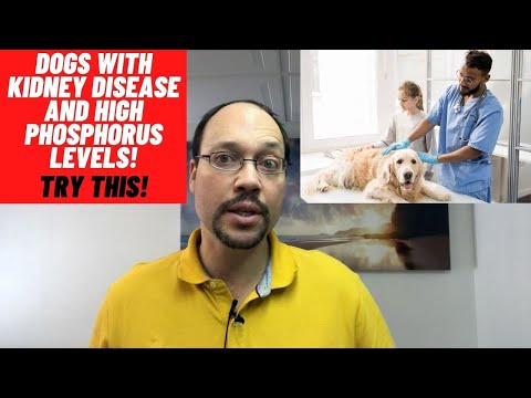 High Phosphorus In Dogs With Kidney Disease. Phosphorus Binder For Pets With CKD. How To Lower It?