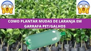 COMO PLANTAR LARANJA - em casa