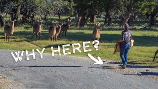 Why do they feed them there?