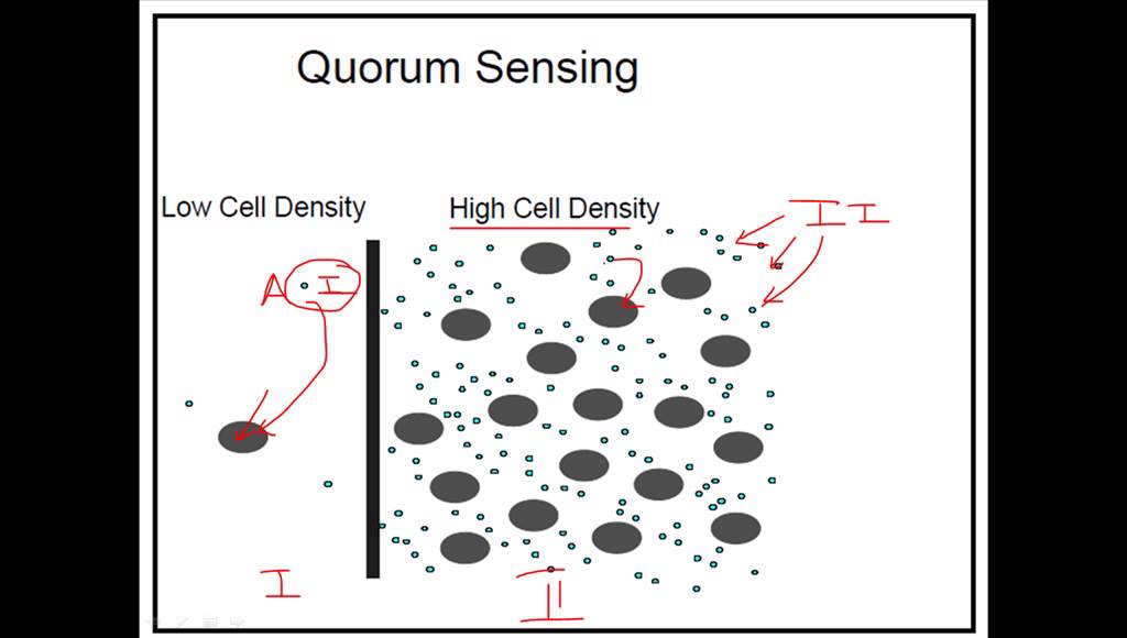 What is quorum sensing? - YouTube