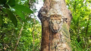 Animals HIDDEN In Plain Sight