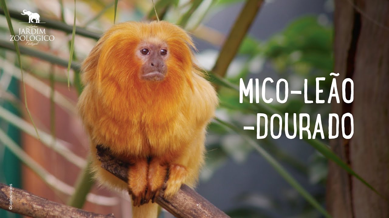 Mico-leão-dourado | Jardim Zoológico