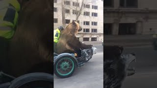 animale ursul pe motocicleta prin oras