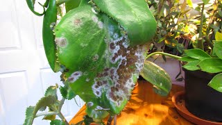 Powdery Mildew on Kalanchoe Succulent Plants - The Causes & How to Treat