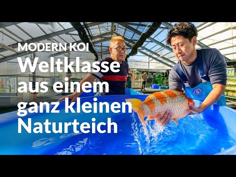 Three-year-old koi from Kyonozu Shita | Modern Koi Blog Japan #7741